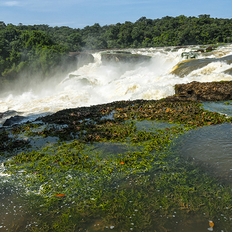 Biodiversidad acuática: defensa vital de ríos, lagos y humedales