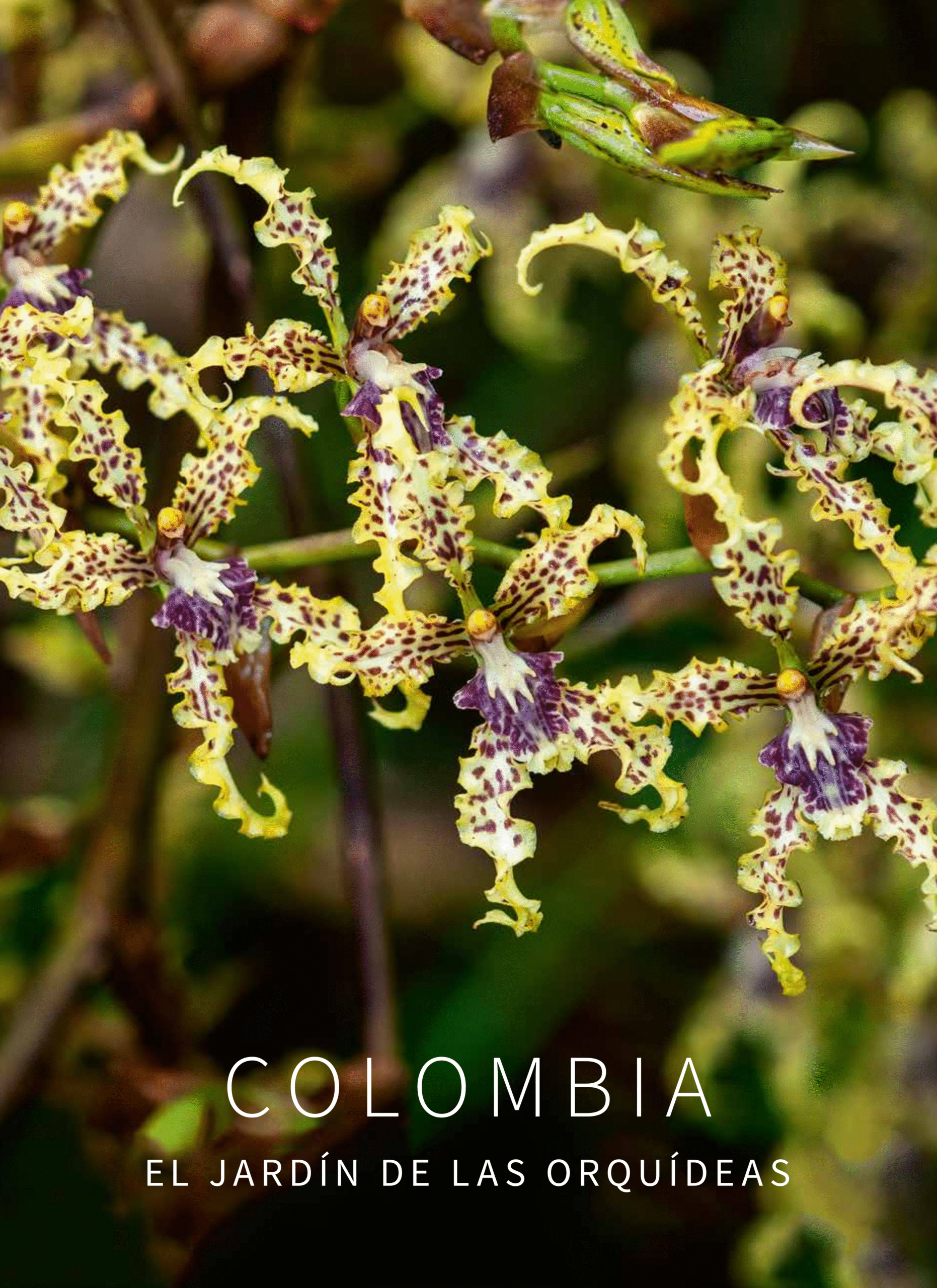 Colombia Jardín de las Orquídeas