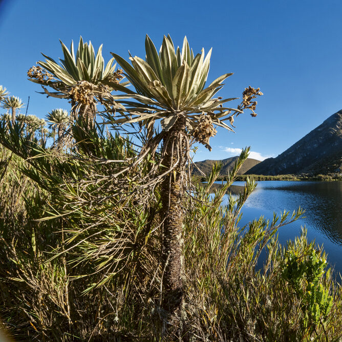 Del páramo al río: el viaje del agua