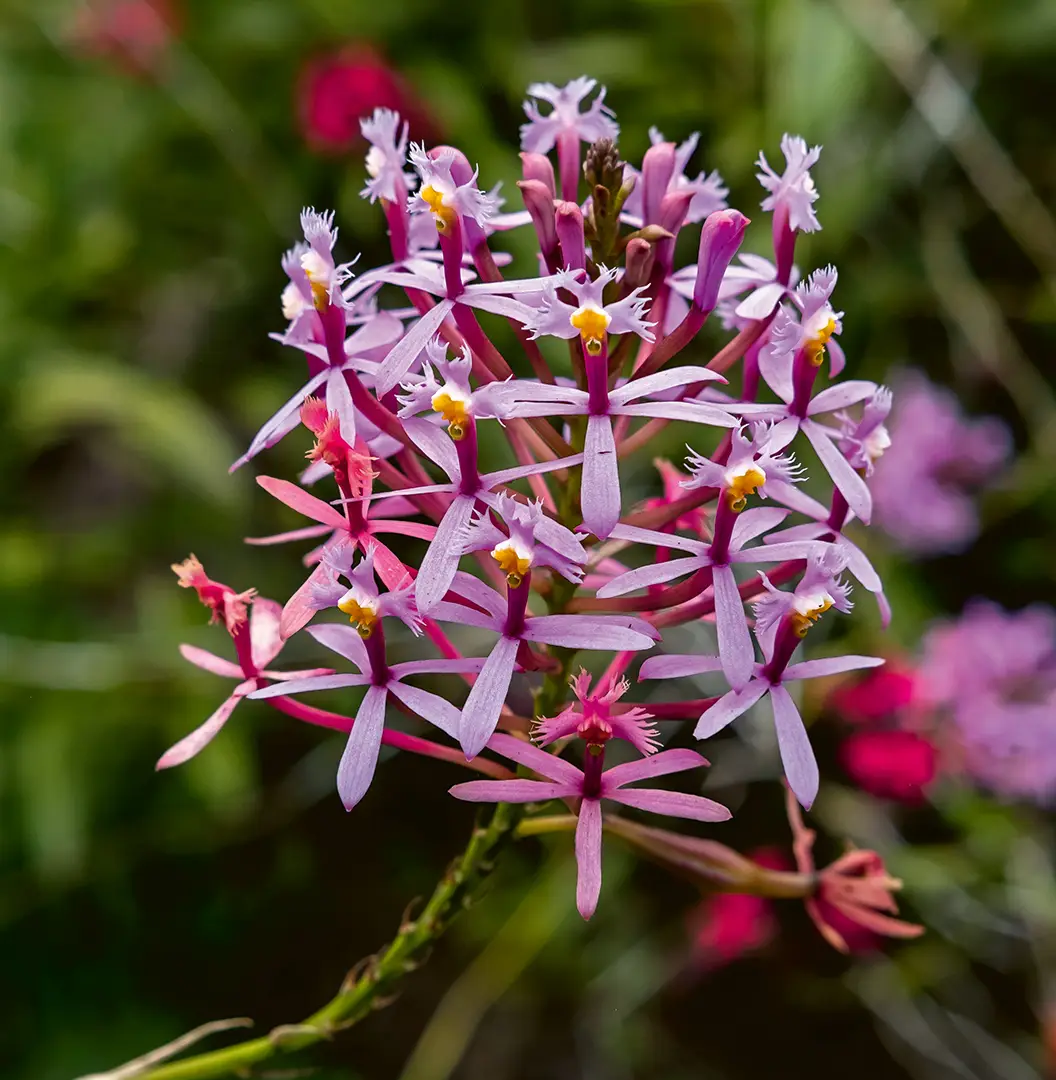 Orquídeas y agua: una relación esencial para la biodiversidad