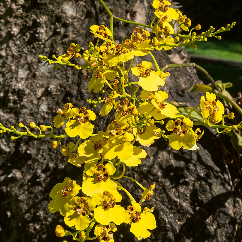 ¿Sabías que Colombia, el jardín de las orquídeas nació entre recorridos, cámaras y naturaleza?