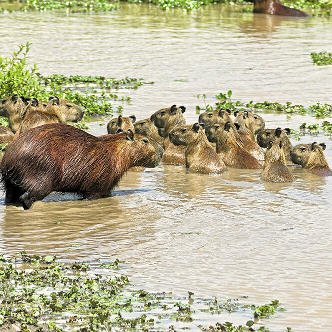 Agua, origen y esencia de la vida silvestre
