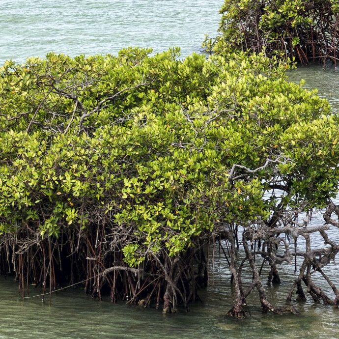 Los manglares que protegen la vida: historia del proyecto ganador de Blue Carbon Reserve