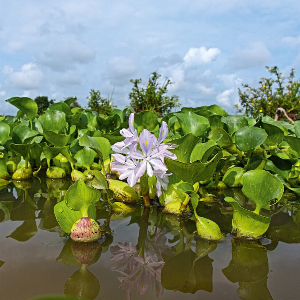 De planta invasora a solución ambiental