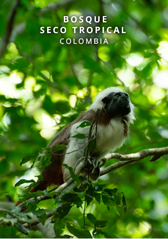 El tesoro que sobrevive a la sed: Un viaje al Bosque Seco Tropical de Colombia