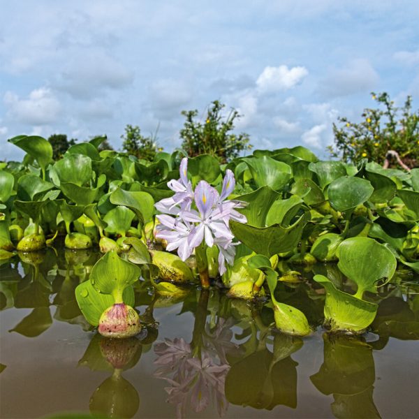 cap02_foto11-977×1024