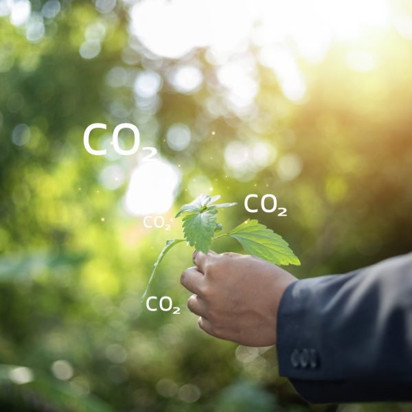 businessman hand is holding a leaf and the word CO2 is written above it. Concept of the importance of plants in the process of photosynthesis and the role of CO2 in this process