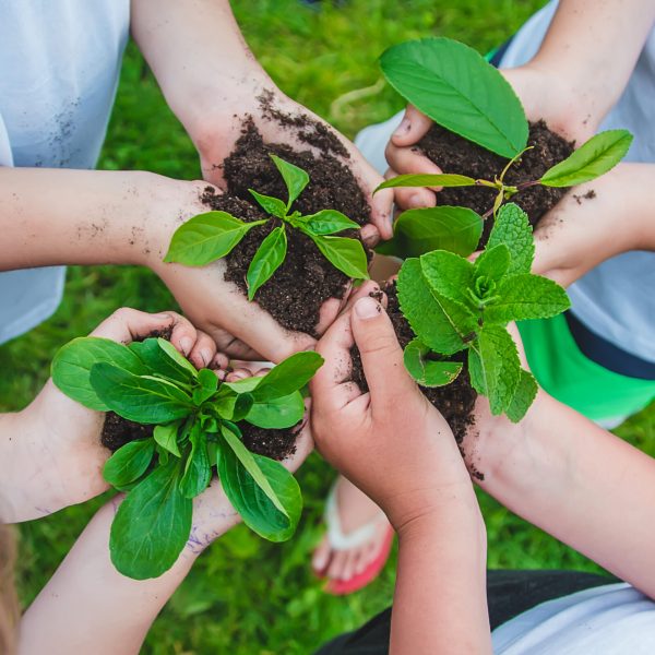 Children hold plants in their hands to plant. Selective focus. Nature.