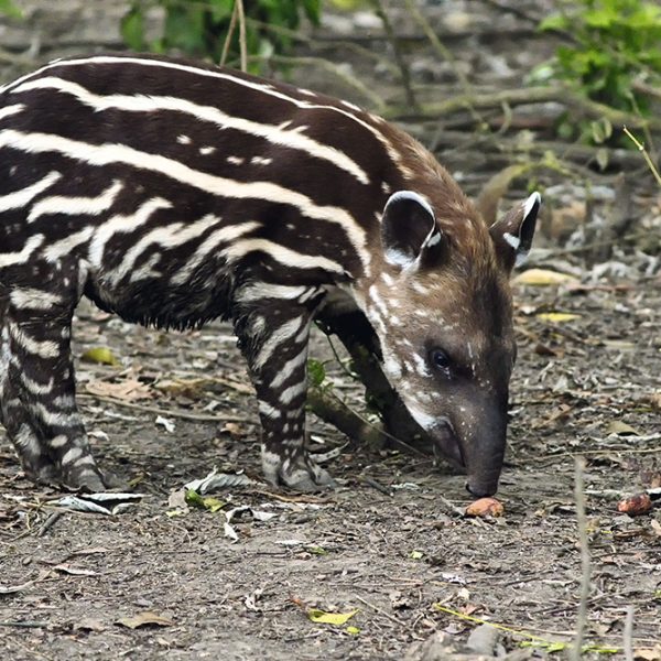 tapiramazonico