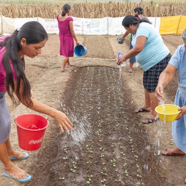 Women united to harvest together